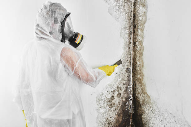 Best Mold Remediation Services  in Hazel Dell, WA