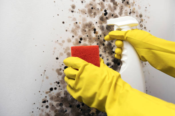 Best Toxic Mold Removal  in Hazel Dell, WA