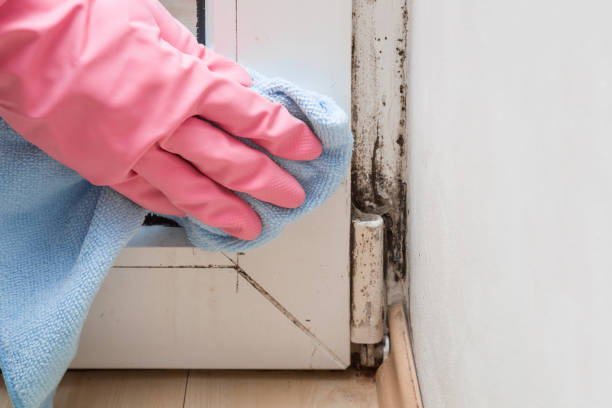 Best Mold Removal Near Me  in Hazel Dell, WA