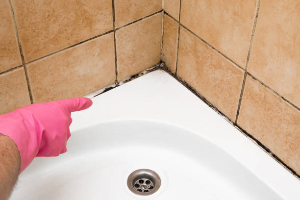 Best Fast Mold Removal  in Hazel Dell, WA